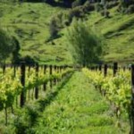 Wrights Valley Vineyard Certified Organic