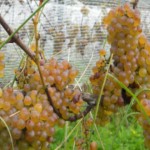 Chardonnay Grapes 2012 Vintage