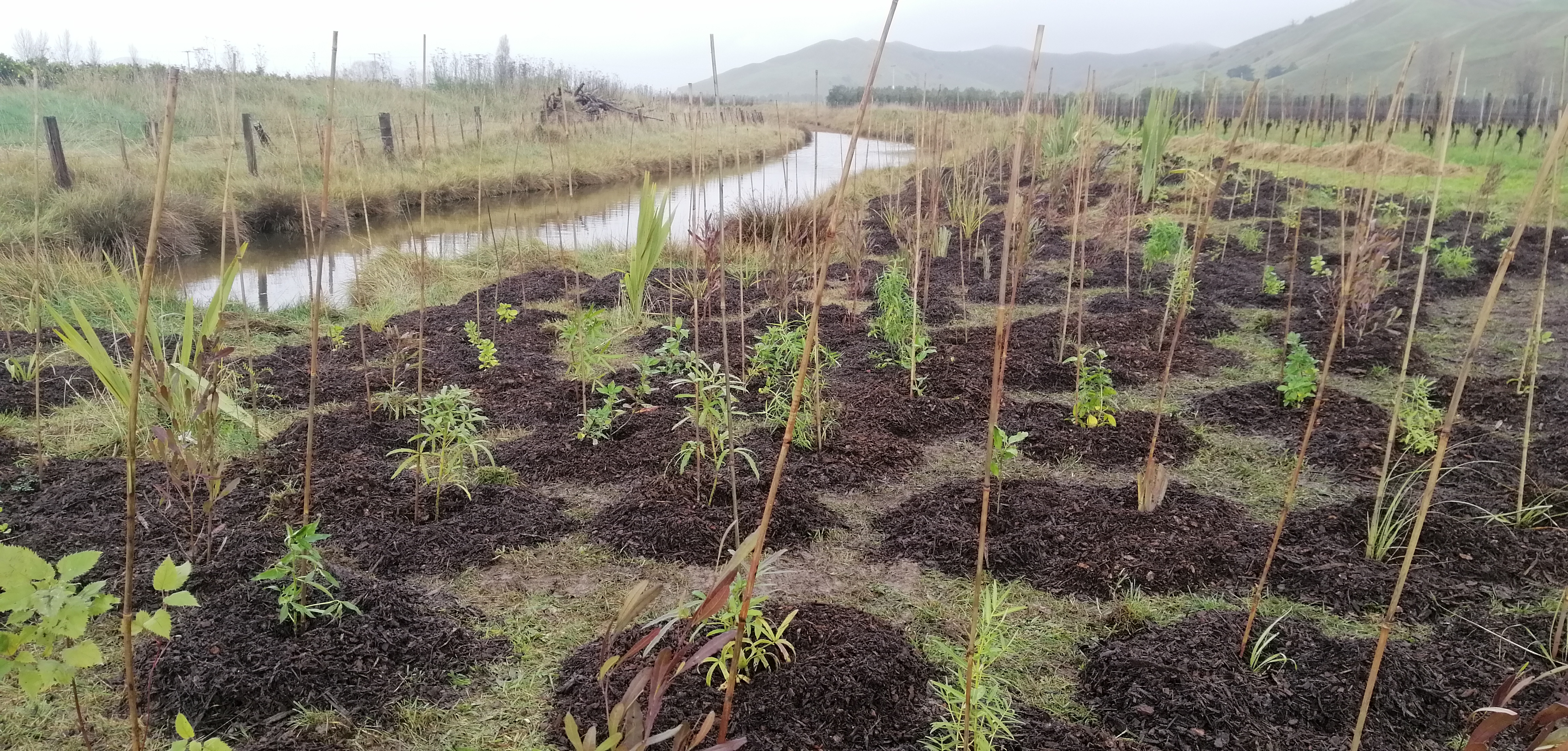 Native Planting Salt Marsh Reserve